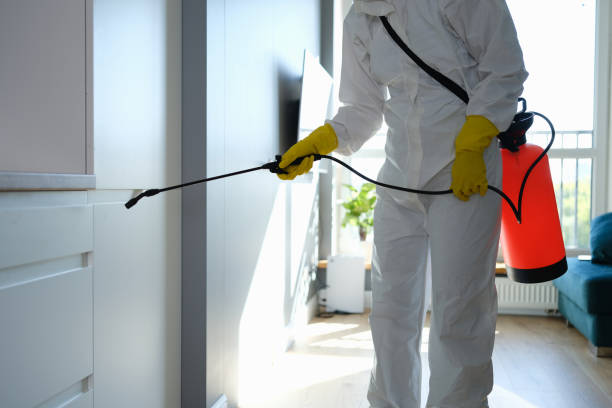 Best Black Mold Remediation in Chino, CA