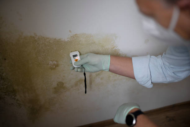 Best Emergency Mold Remediation in Chino, CA