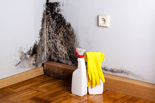 Best Residential Mold Remediation in Chino, CA